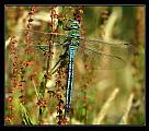 emperor Dragonfly