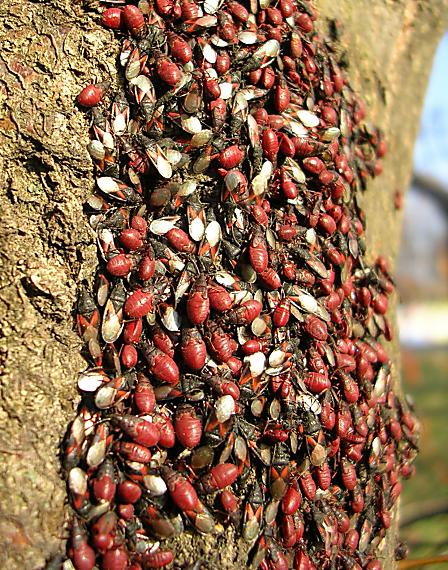 decembrová kolónia hmyzu. cifruÅ¡e - larvy