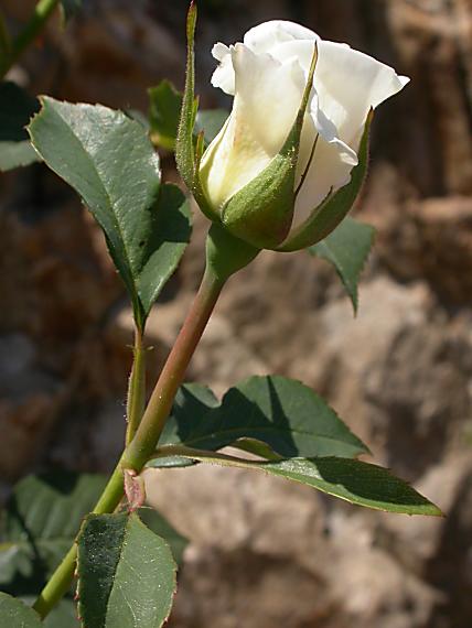 ruža napoleónova... :-)