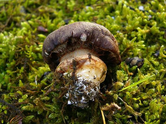 pavučinovec Cortinarius sp.