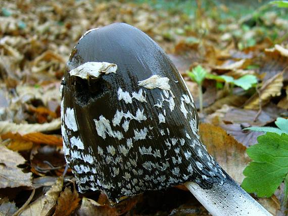 hnojník strakatý Coprinopsis picacea (Bull.) Redhead, Vilgalys & Moncalvo