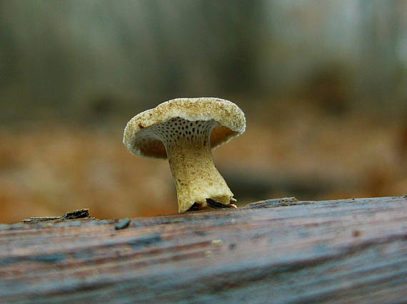 trúdnik  zimný Lentinus brumalis (Pers.) Zmitr.