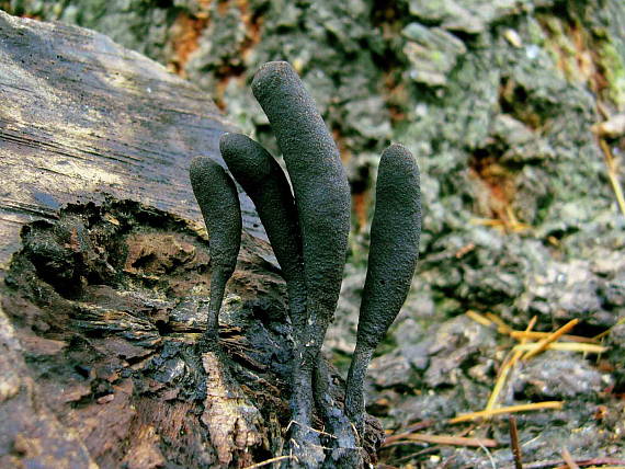 drevnatec štíhly Xylaria longipes Nitschke