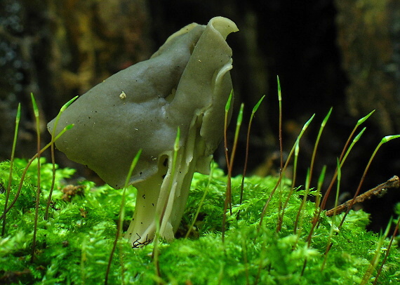 chriapač jamkatý Helvella lacunosa Afzel.