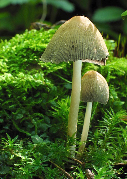 hnojník ligotavý Coprinellus micaceus (Bull.) Vilgalys, Hopple & Jacq. Johnson