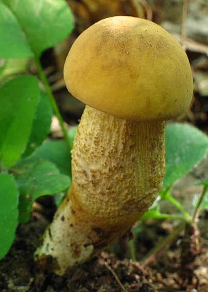 kozák Leccinum sp.