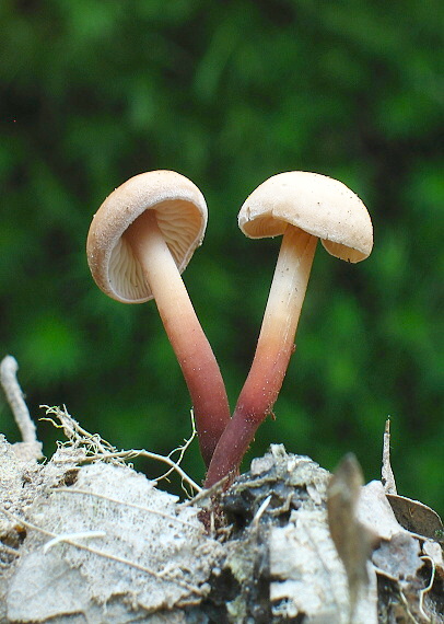 peniazovka červenohlúbiková Gymnopus erythropus (Pers.) Antonín, Halling & Noordel.