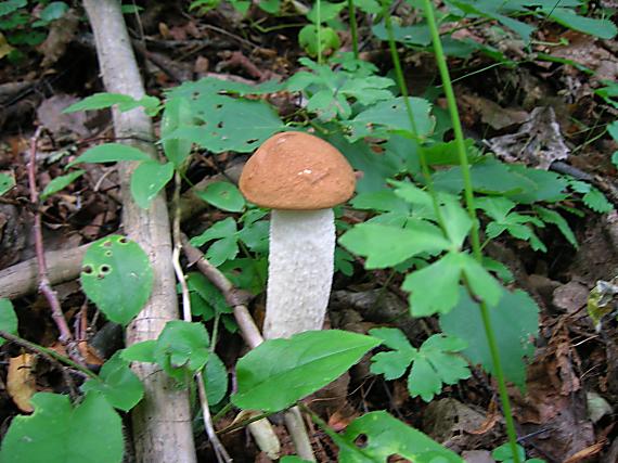 kozák osikový Leccinum albostipitatum den Bakker & Noordel.