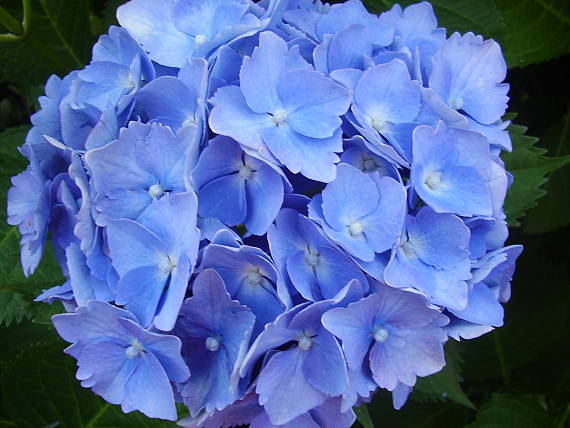 hortenzia