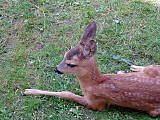 srncek Bambi