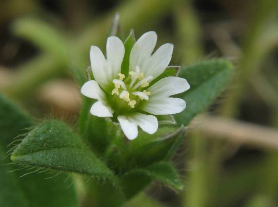 kvietok malinký-rožec obyčajný Cerastium holosteoides Fr.