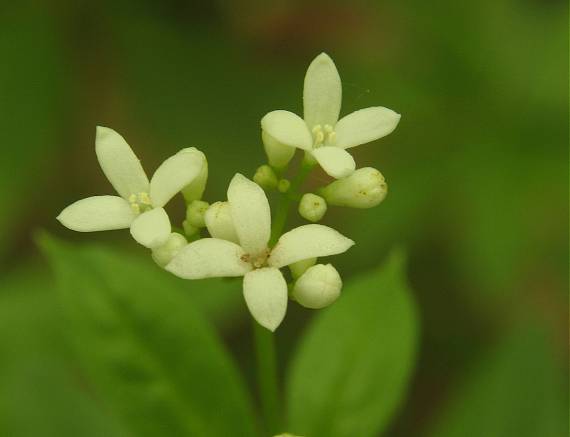 kvietok-marinka voňavá Galium odoratum (L.) Scop.