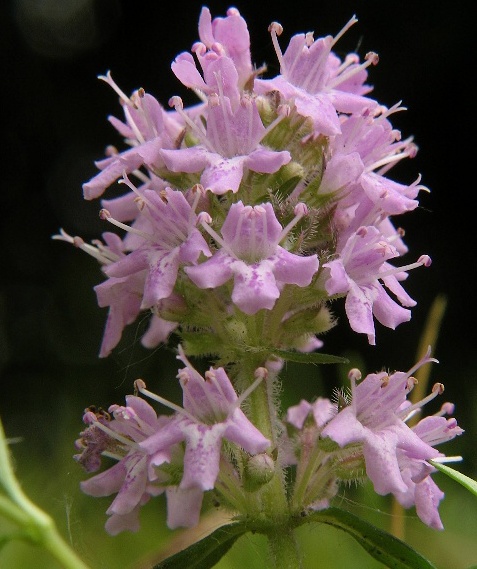materina dúška Thymus sp.