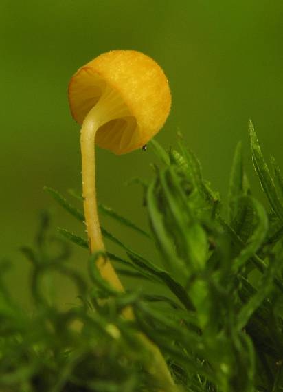 machovček oranžový, Kalichovka oranžová Rickenella fibula (Bull.) Raithelh.