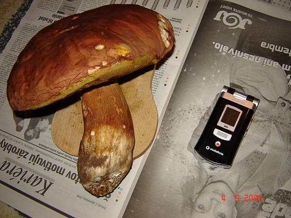 hríb sosnový Boletus pinophilus Pil. et Dermek in Pil.