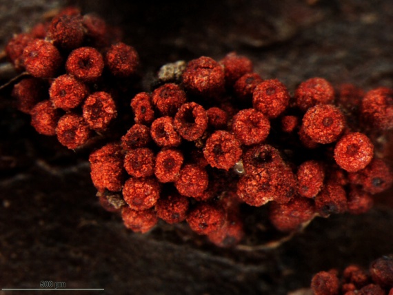 hlivka červená / Rážovka rumělková Nectria cinnabarina (Tode) Fr.