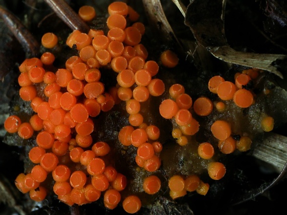 vláknohlivka vretenovitovýtrusná / Oranžovka vřetenovýtrusná Byssonectria fusispora (Berk.) Rogerson & Korf