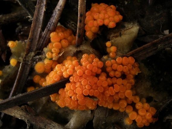 vláknohlivka vretenovitovýtrusná / Oranžovka vřetenovýtrusná Byssonectria fusispora (Berk.) Rogerson & Korf