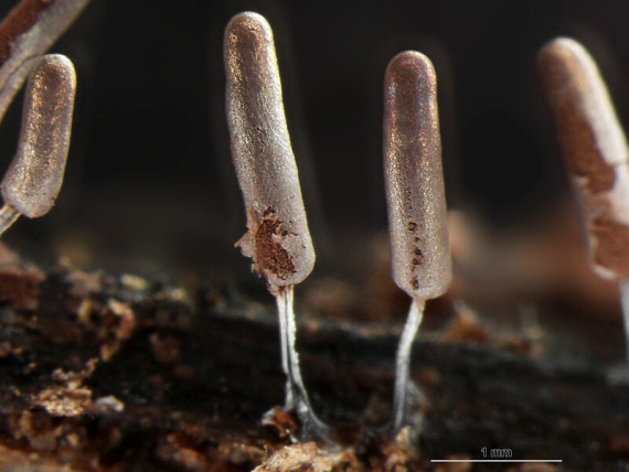 pazdéreček paluškovitý Stemonitopsis typhina (F.H. Wigg.) Nann.-Bremek.