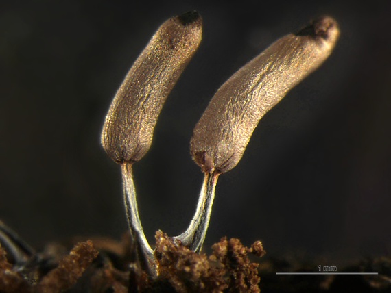 pazdéreček paluškovitý Stemonitopsis typhina (F.H. Wigg.) Nann.-Bremek.