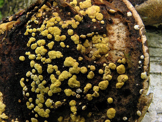 ponorenec poduškovitý Trichoderma pulvinatum (Fuckel) Jaklitsch & Voglmayr