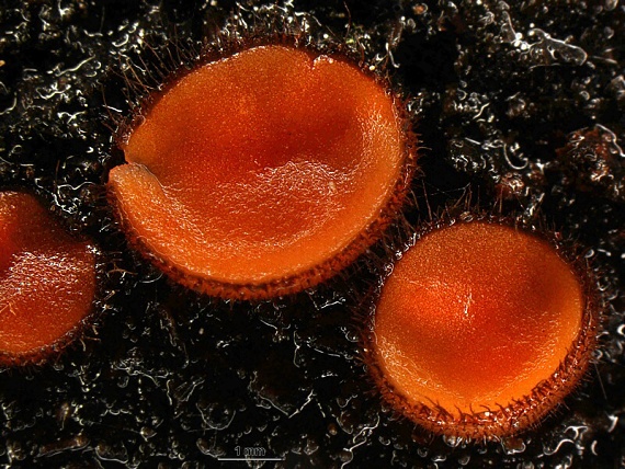 štítovnička obyčajná/Kosmatka štítovitá Scutellinia scutellata (L.) Lambotte