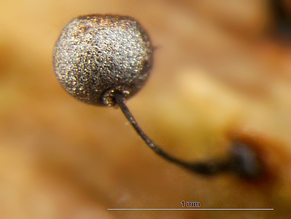 slizovka Collaria arcyrionema (Rostk.) Nann.-Bremek. ex Lado