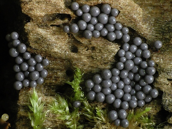řešetovka hlínová Cribraria argillacea (Pers.) Pers.