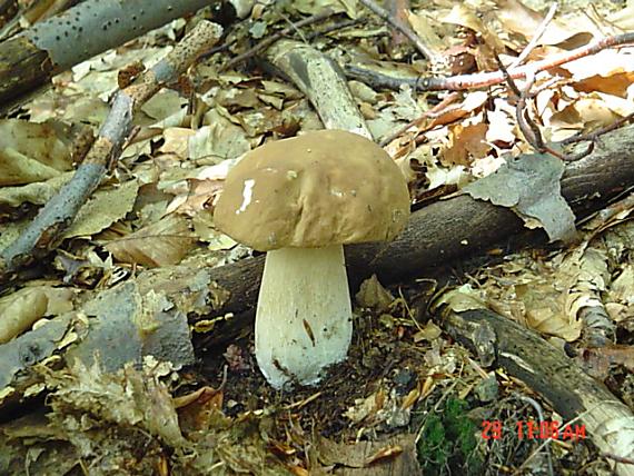hríb dubový Boletus reticulatus Schaeff.