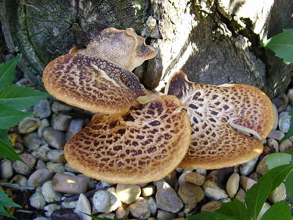 trúdnik šupinatý Cerioporus squamosus (Huds.) Quél.