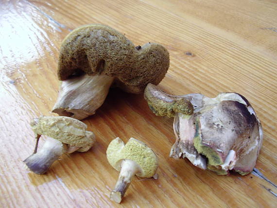suchohríb Xerocomus sp.