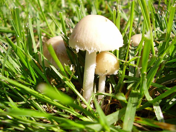 drobuľka Psathyrella sp.