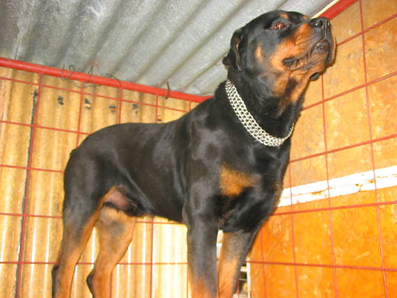 rONNY