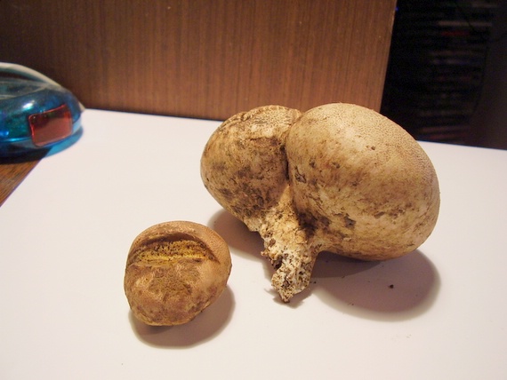 pestrec Scleroderma sp.
