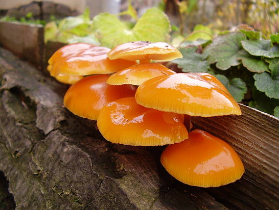 plamienka zimná Flammulina velutipes (Curtis) Singer