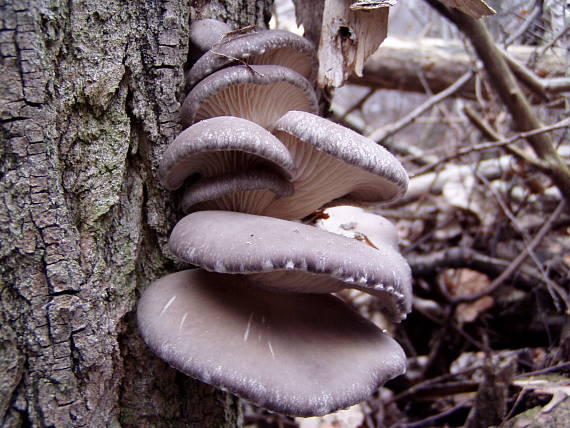 hliva ustricovitá Pleurotus ostreatus (Jacq.) P. Kumm.