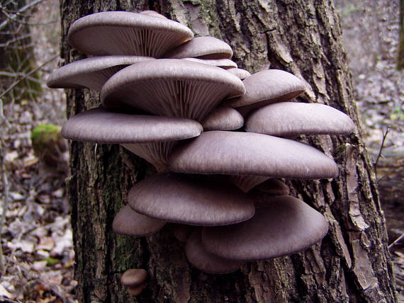 hliva ustricovitá Pleurotus ostreatus (Jacq.) P. Kumm.