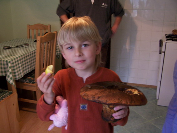 hríb siný Suillellus luridus (Schaeff.) Murrill