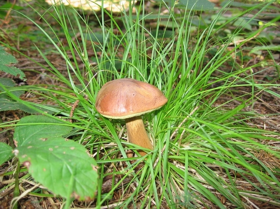 suchohríb hnedý Imleria badia (Fr.) Vizzini