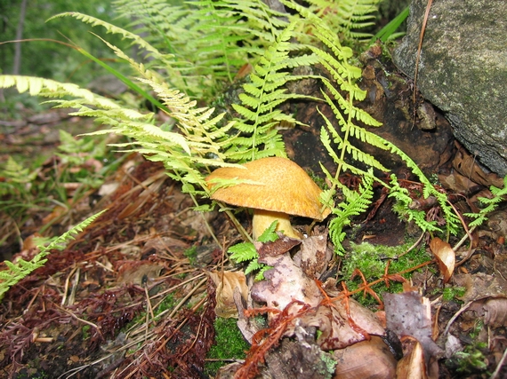 masliak strakatý Suillus variegatus (Sw.) Kuntze