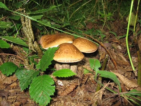 kozák brezový Leccinum scabrum (Bull.) Gray