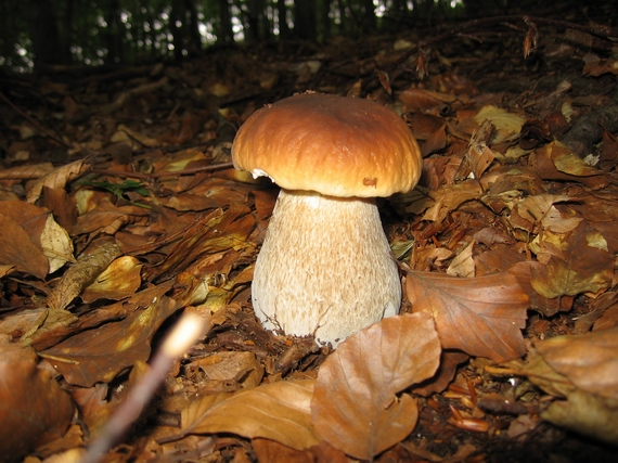 hríb Boletus sp.