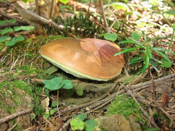 suchohríb hnedý Imleria badia (Fr.) Vizzini