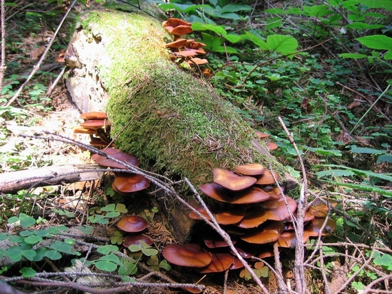 kapucňovka Galerina sp.