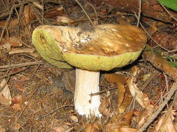 hríb Boletus sp.