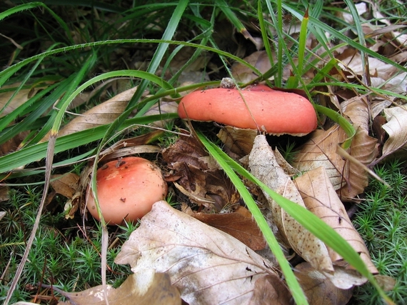 plávka Russula sp.