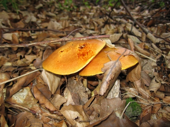 masliak smrekovcový Suillus grevillei (Klotzsch) Singer