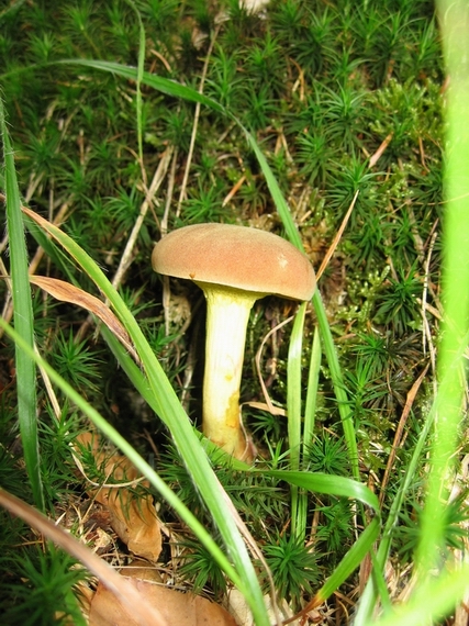 suchohríb Xerocomus sp.
