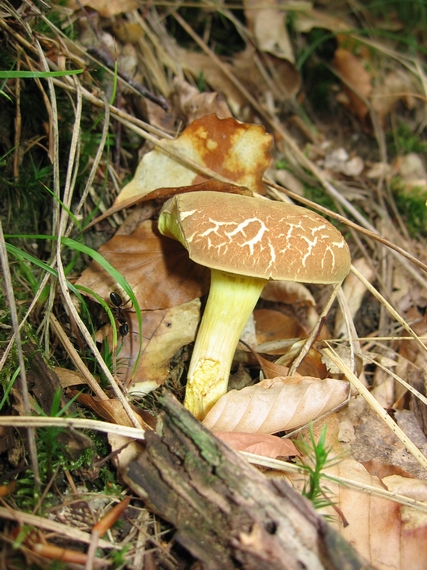 suchohríb Xerocomus sp.