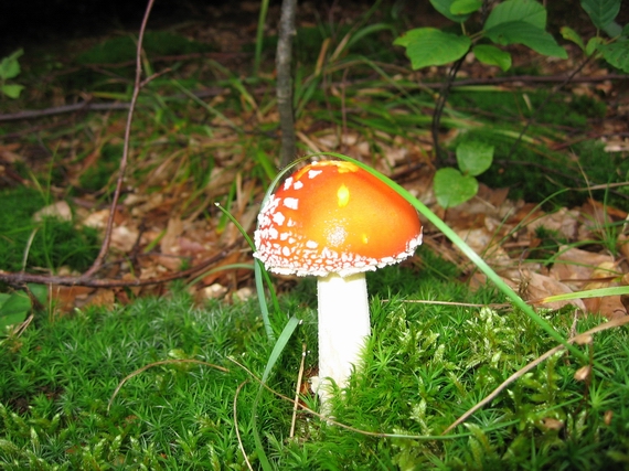 muchotrávka červená Amanita muscaria (L.) Lam.